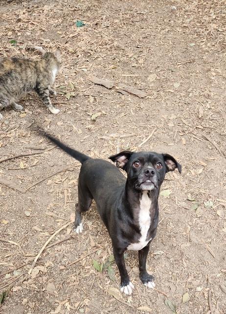 Enlarge Little Black Dog, a Adoptable Terrier in Parlier, CA image 4/6