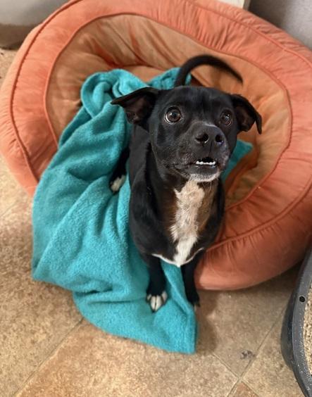 Enlarge Little Black Dog, a Adoptable Terrier in Parlier, CA image 5/6