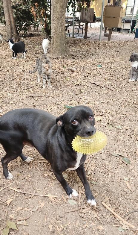 Enlarge Little Black Dog, a Adoptable Terrier in Parlier, CA image 6/6