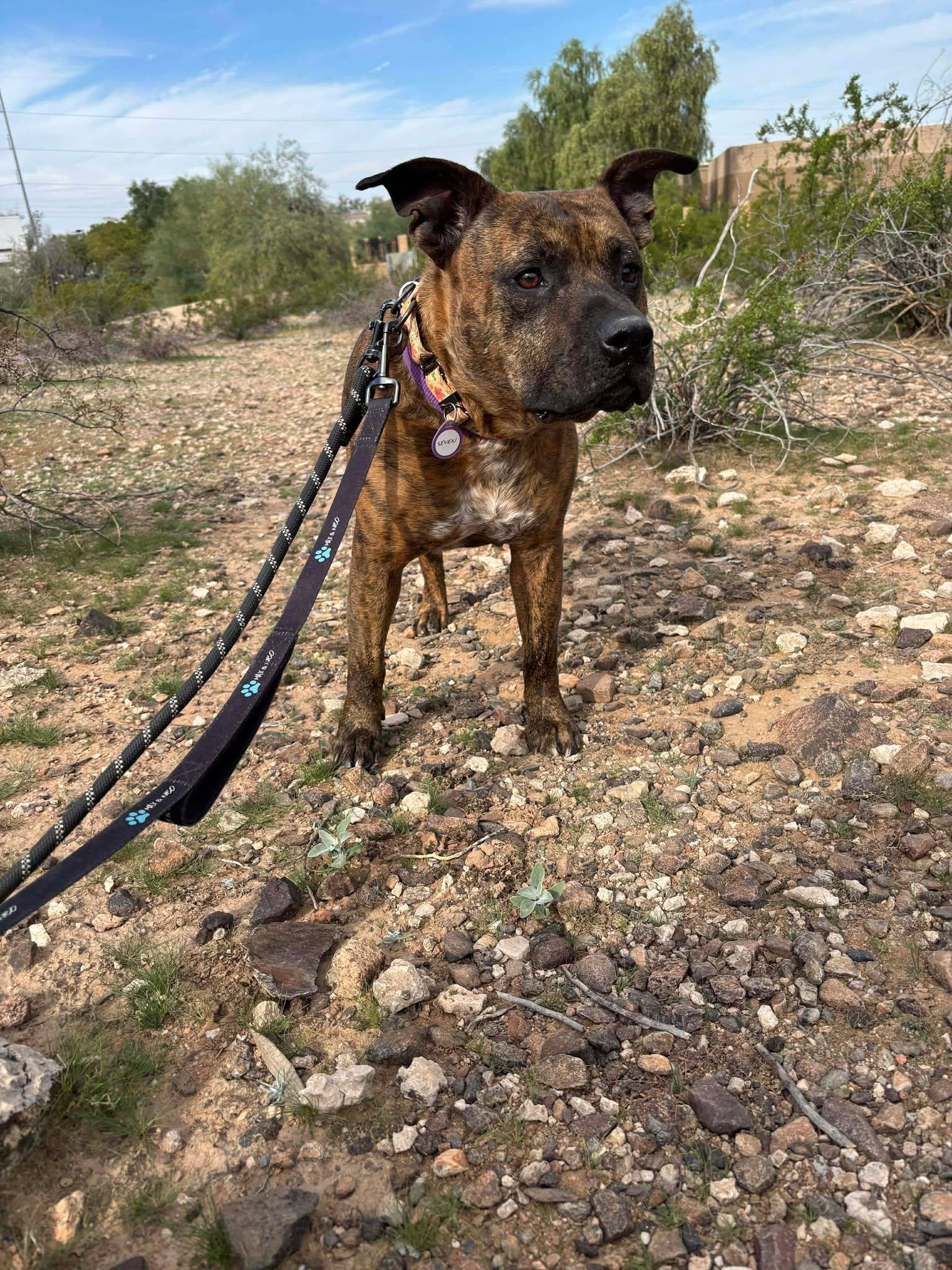 Seven, Adoptable, Adult Male Pit Bull Terrier.