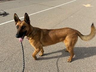 Dall, a ADOPTABLE mixed breed in Bernalillo, NM image 3/3