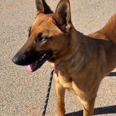 Dall, a ADOPTABLE mixed breed in Bernalillo, NM image 2/3