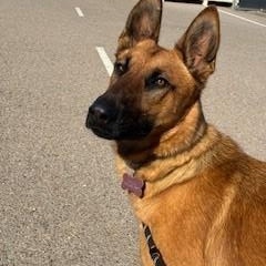 Dall, a ADOPTABLE mixed breed in Bernalillo, NM image 1/3