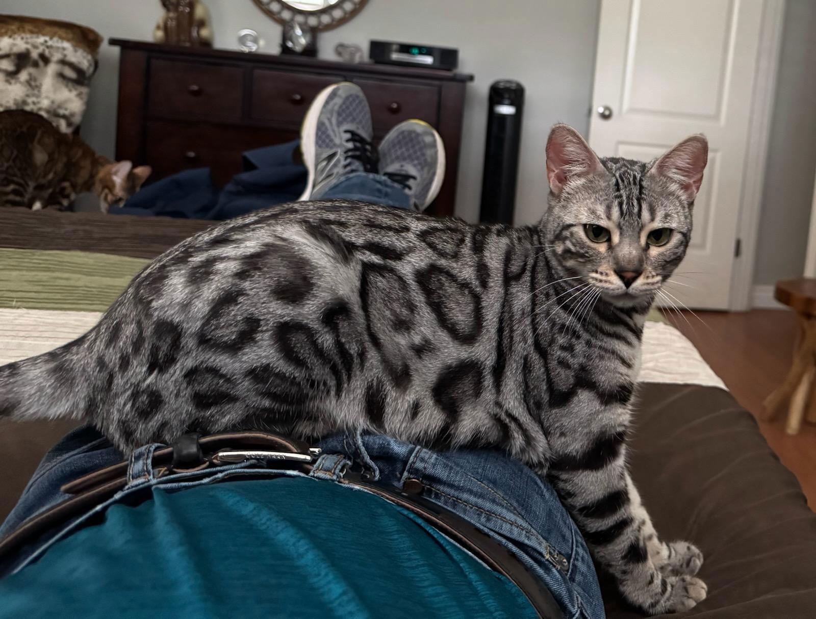 Enlarge Annie, a Adoptable Bengal in Phoenix, AZ image 1/3