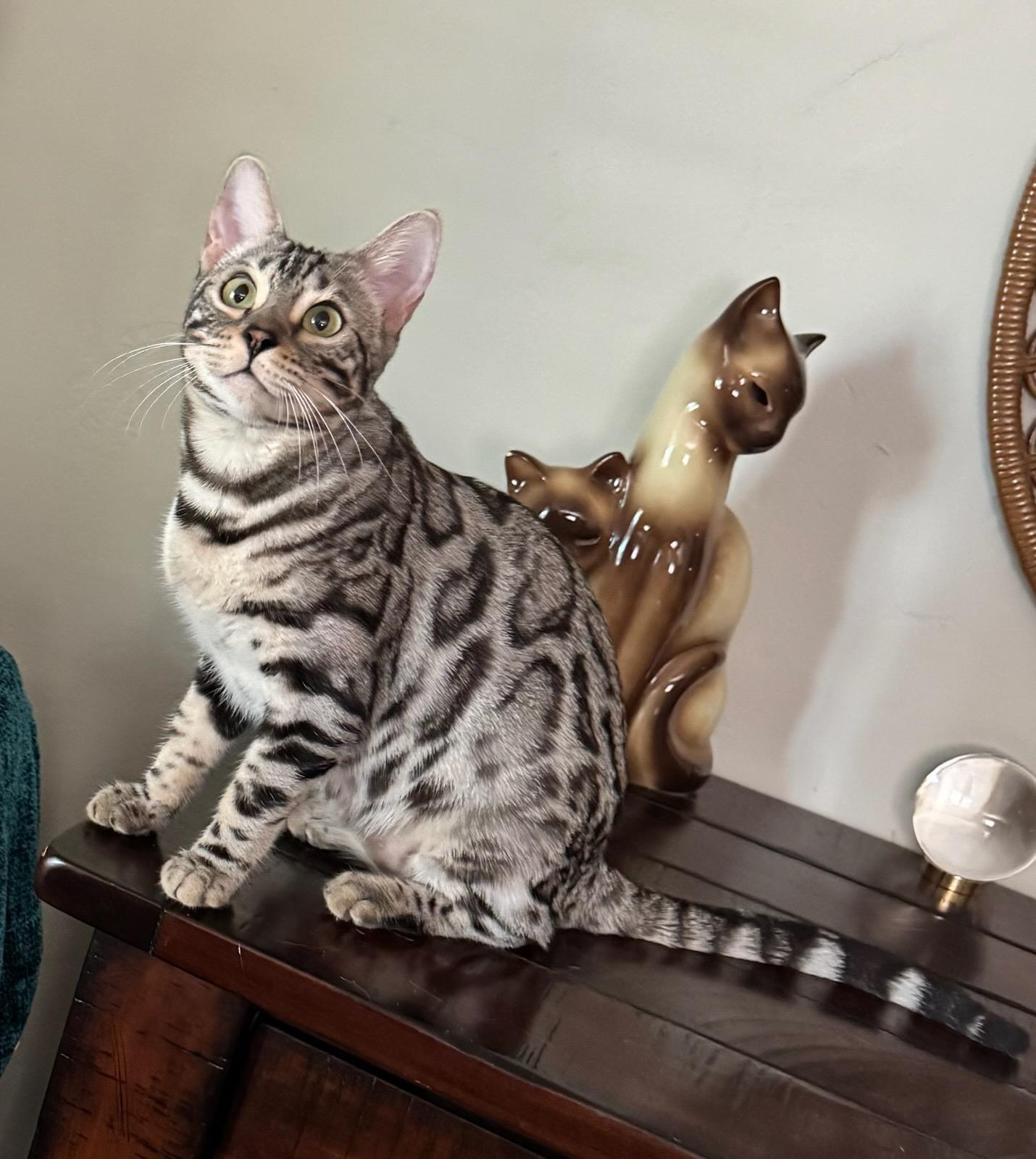 Enlarge Annie, a Adoptable Bengal in Phoenix, AZ image 2/3