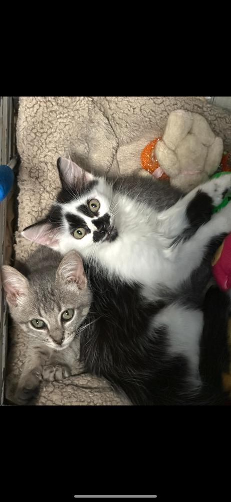 Inky — thumbnail 2