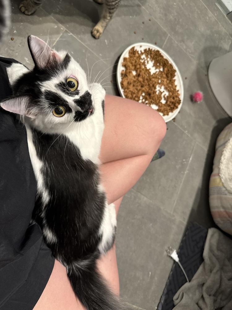 Inky — thumbnail 3