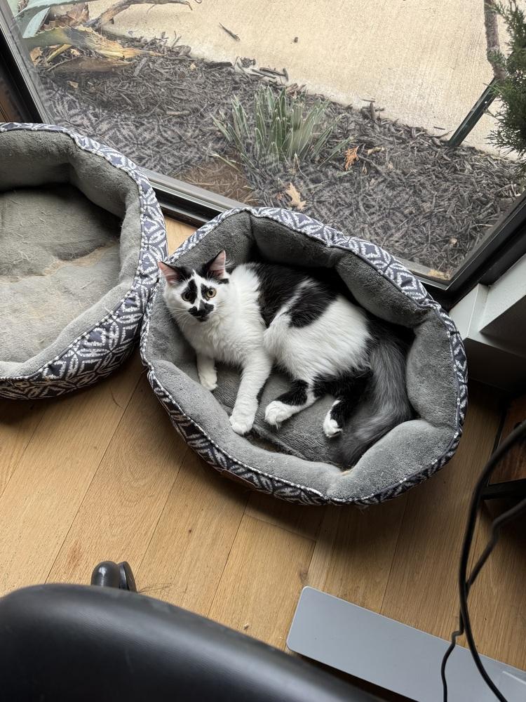 Inky — thumbnail 4