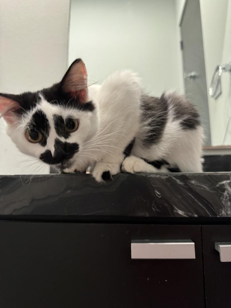 Inky — thumbnail 5