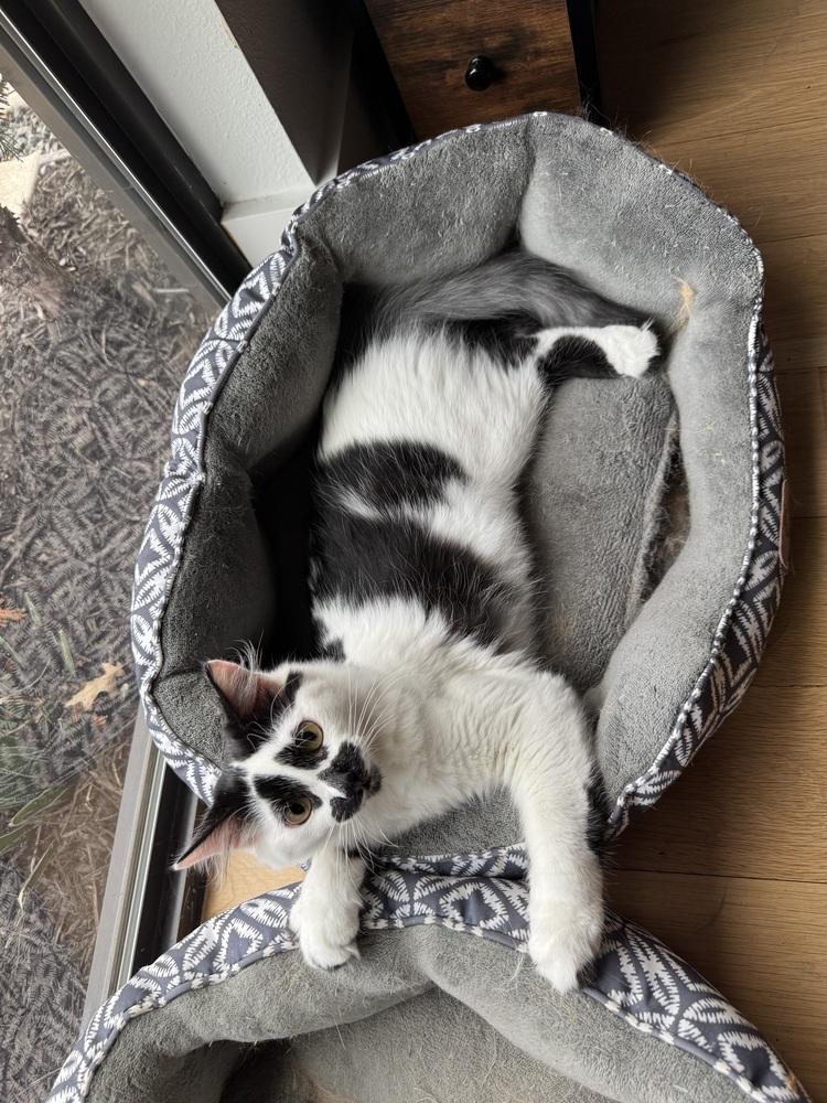 Inky — thumbnail 6