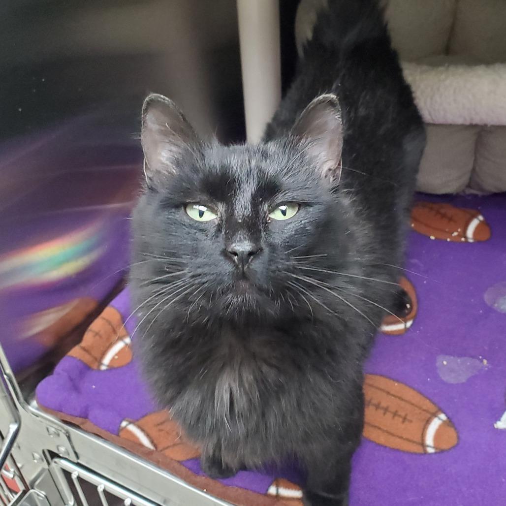 Saga, Adoptable, Young Female Domestic Long Hair.