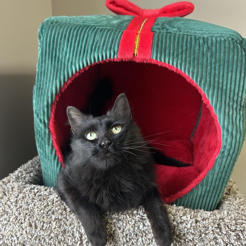 Enlarge Saga, a Adoptable Domestic Long Hair in Detroit Lakes, MN image 2/4