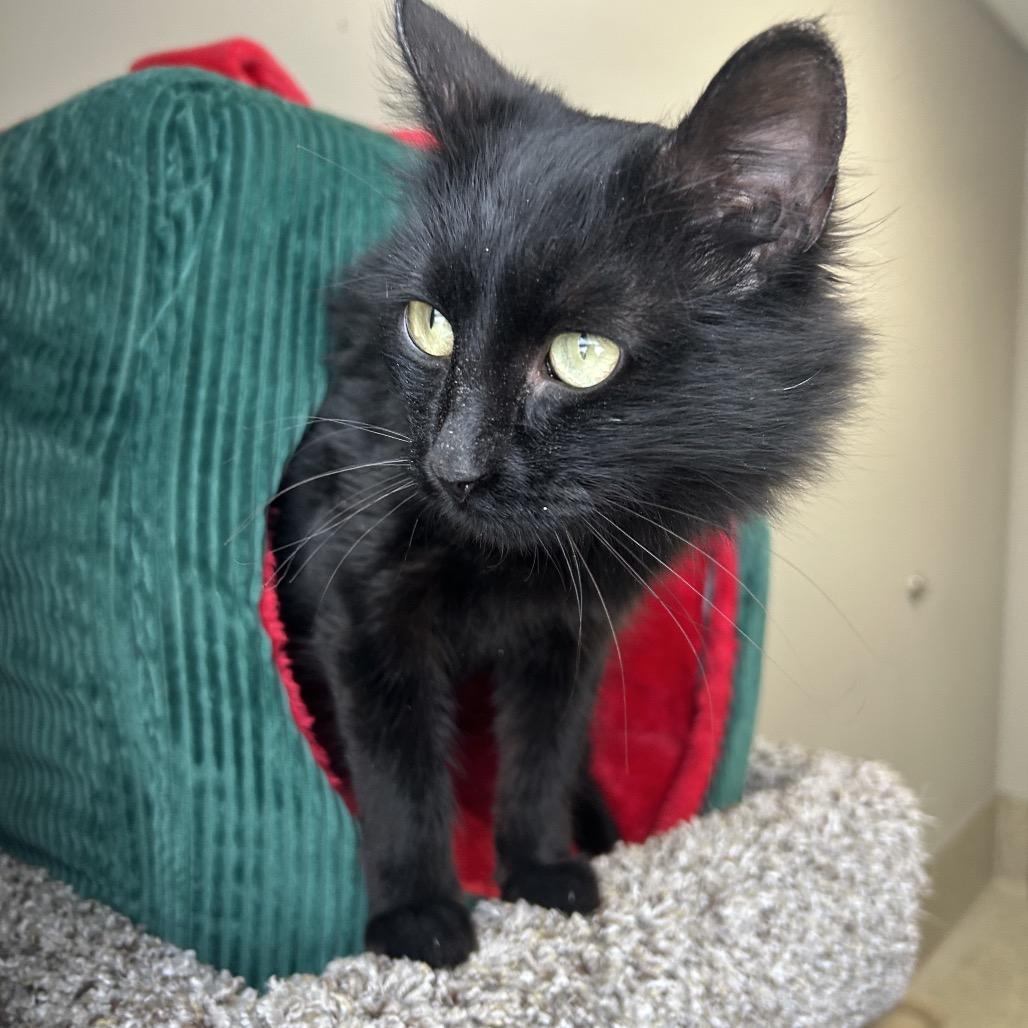 Enlarge Saga, a Adoptable Domestic Long Hair in Detroit Lakes, MN image 3/4
