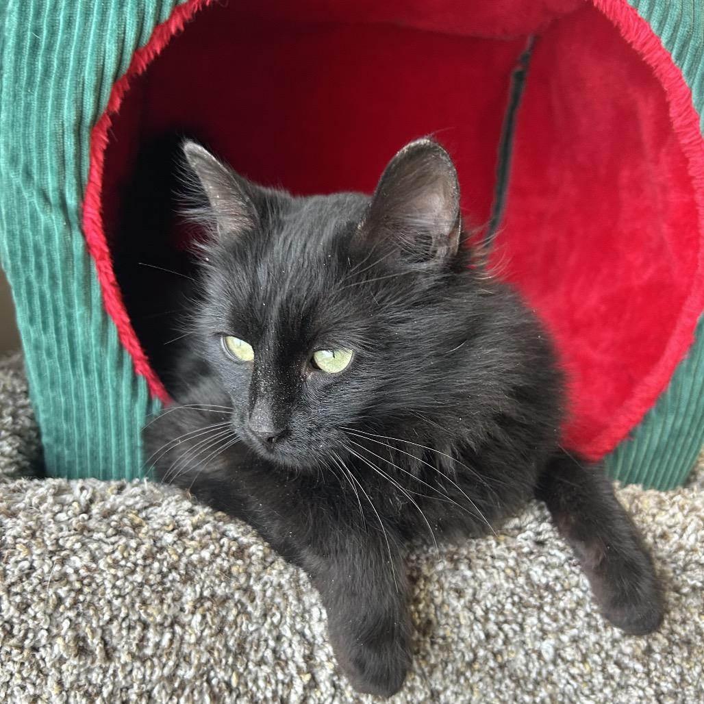 Enlarge Saga, a Adoptable Domestic Long Hair in Detroit Lakes, MN image 4/4