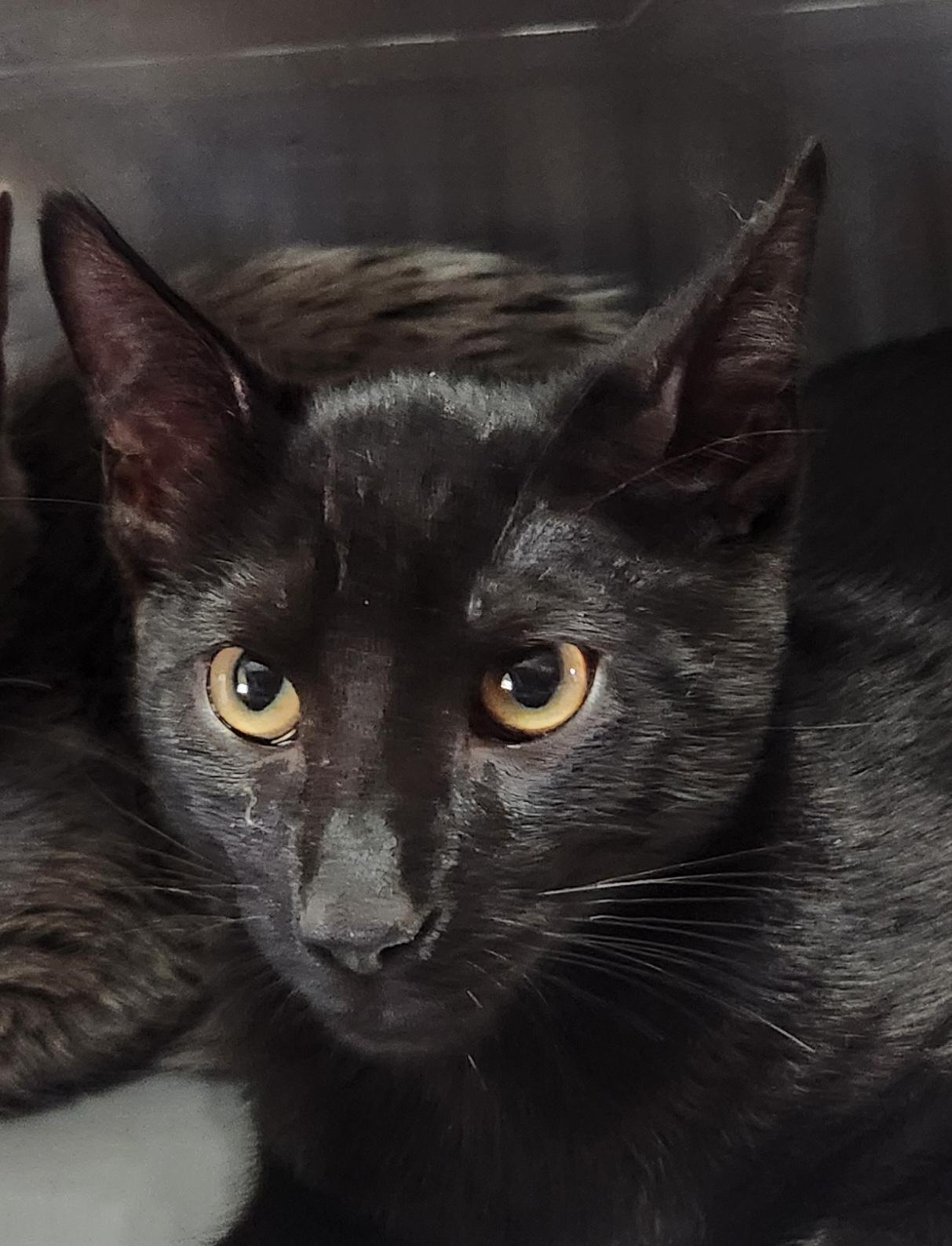 T'Challa, Adoptable, Young Male Domestic Short Hair.