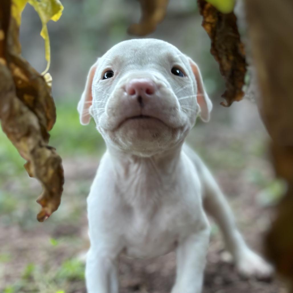 Ryder, a Adoptable mixed breed in Durham, NC image 4/6