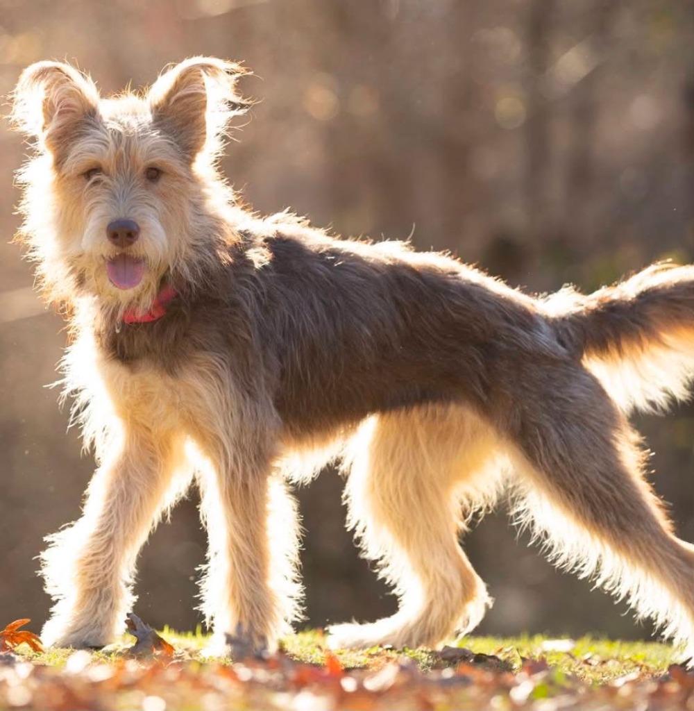 Ethel, Adoptable, Young Female Wirehaired Terrier.