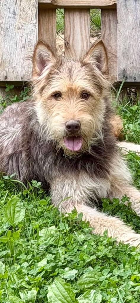 Enlarge Ethel, a Adoptable Wirehaired Terrier in East Ridge, TN image 2/3