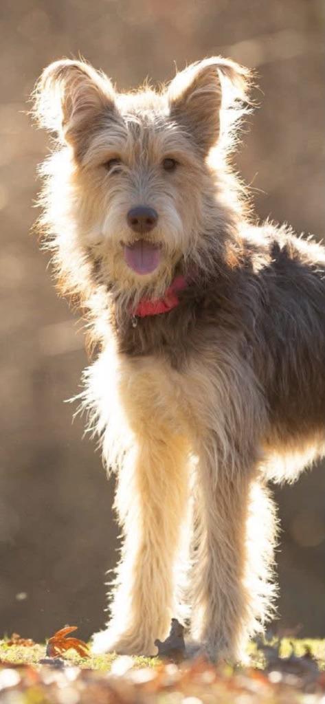 Enlarge Ethel, a Adoptable Wirehaired Terrier in East Ridge, TN image 3/3