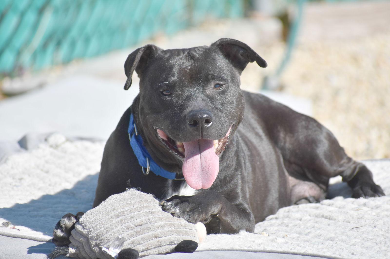 Nevada, a Adoptable mixed breed in Spring Lake, NJ image 1/3