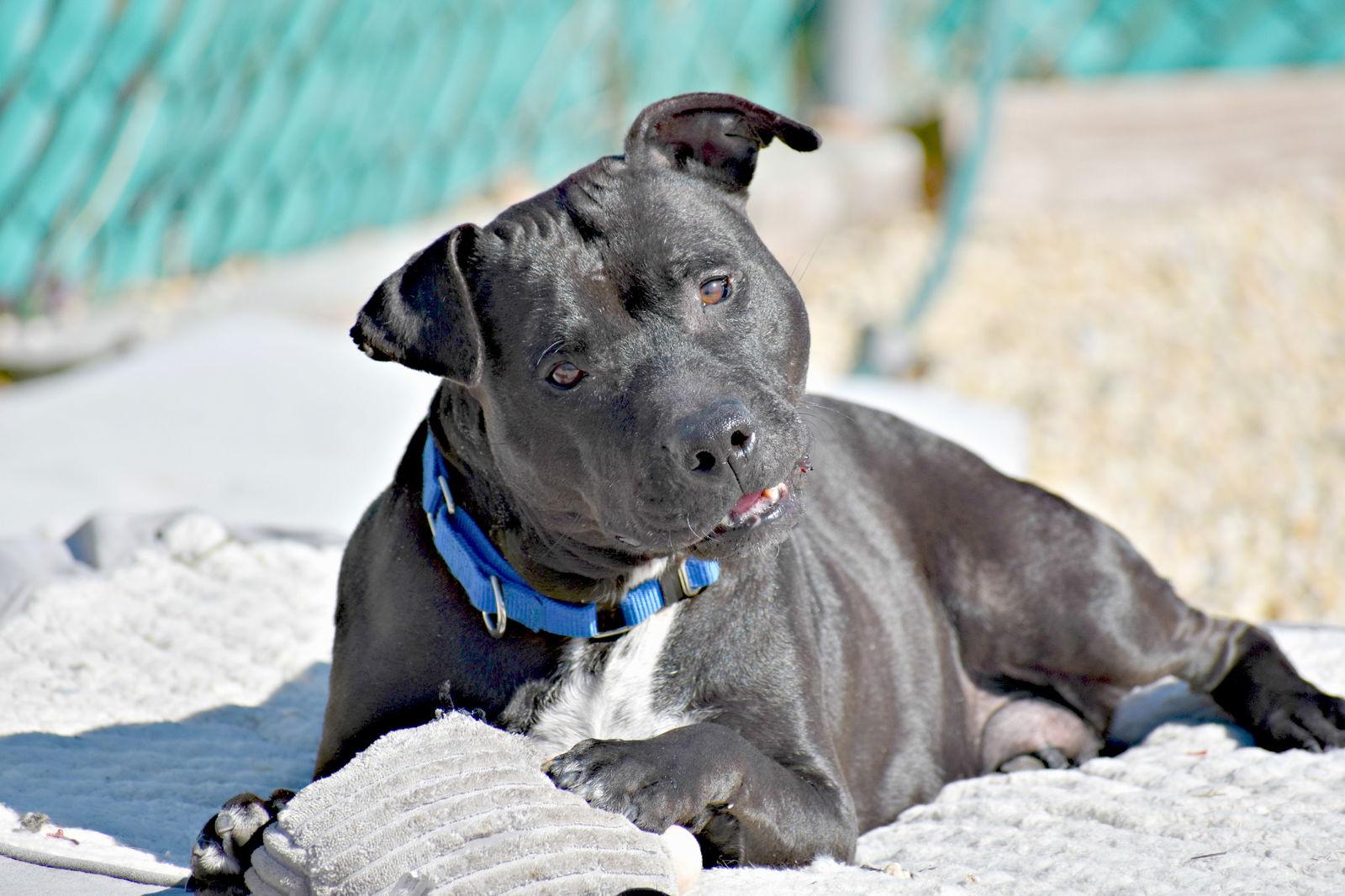 Nevada, a Adoptable mixed breed in Spring Lake, NJ image 2/3