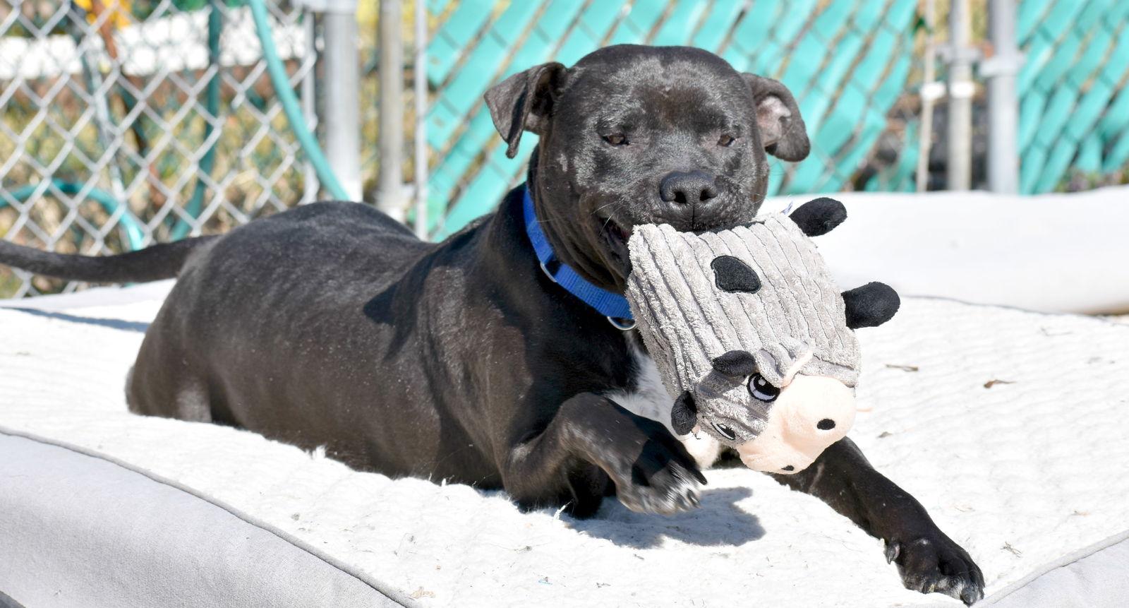 Nevada, a Adoptable mixed breed in Spring Lake, NJ image 3/3