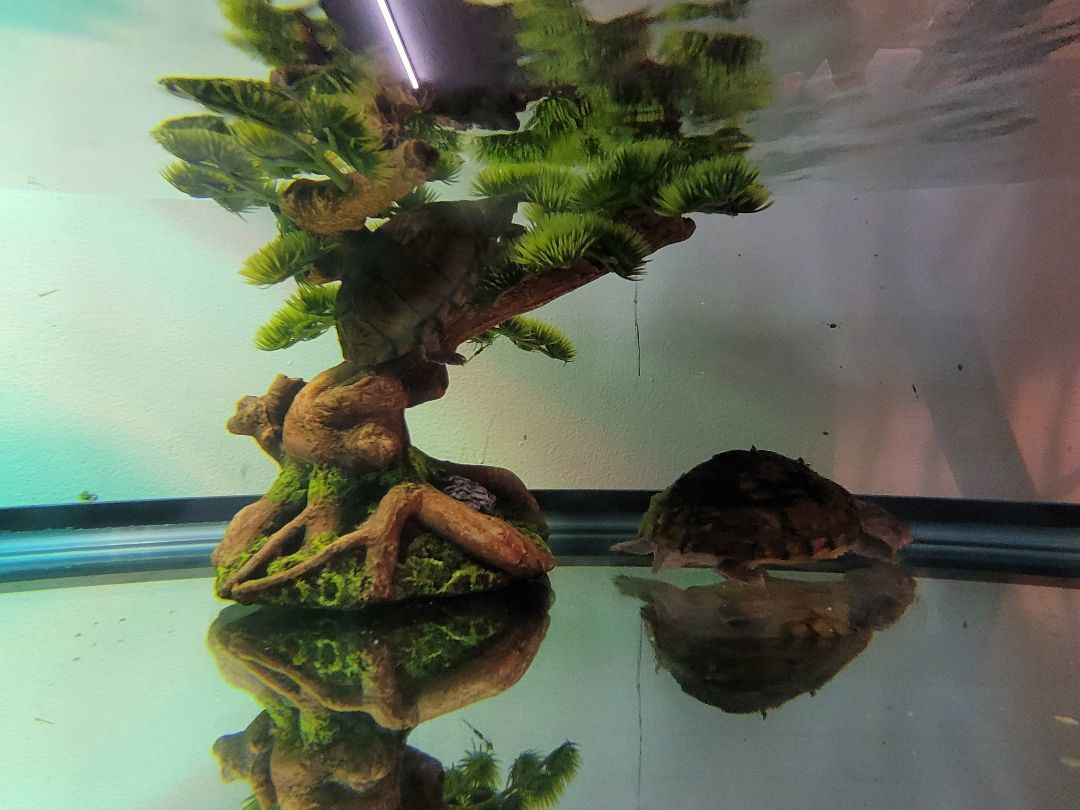 Bert and Ernie, a Adoptable Musk in Sheboygan Falls, WI image 1/4