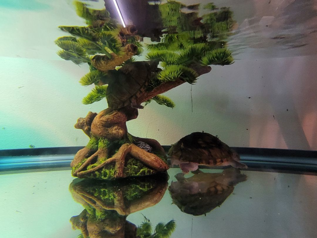 Bert and Ernie, a Adoptable Musk in Sheboygan Falls, WI image 2/4