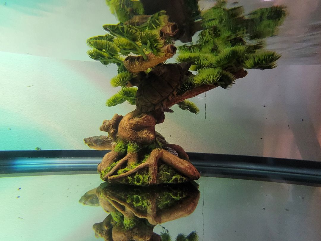 Bert and Ernie, a Adoptable Musk in Sheboygan Falls, WI image 3/4