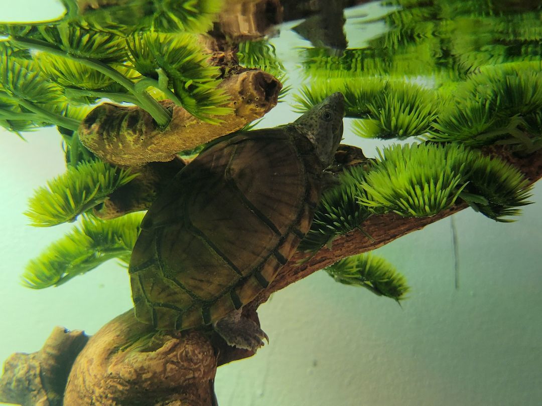 Bert and Ernie, a Adoptable Musk in Sheboygan Falls, WI image 4/4