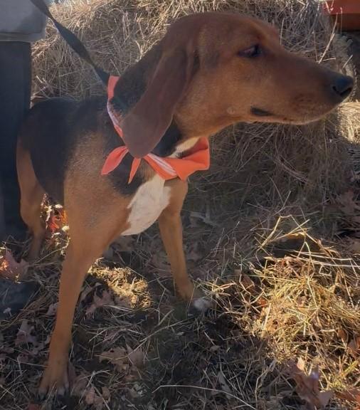 Stella, ADOPTABLE, Adult Female Hound.