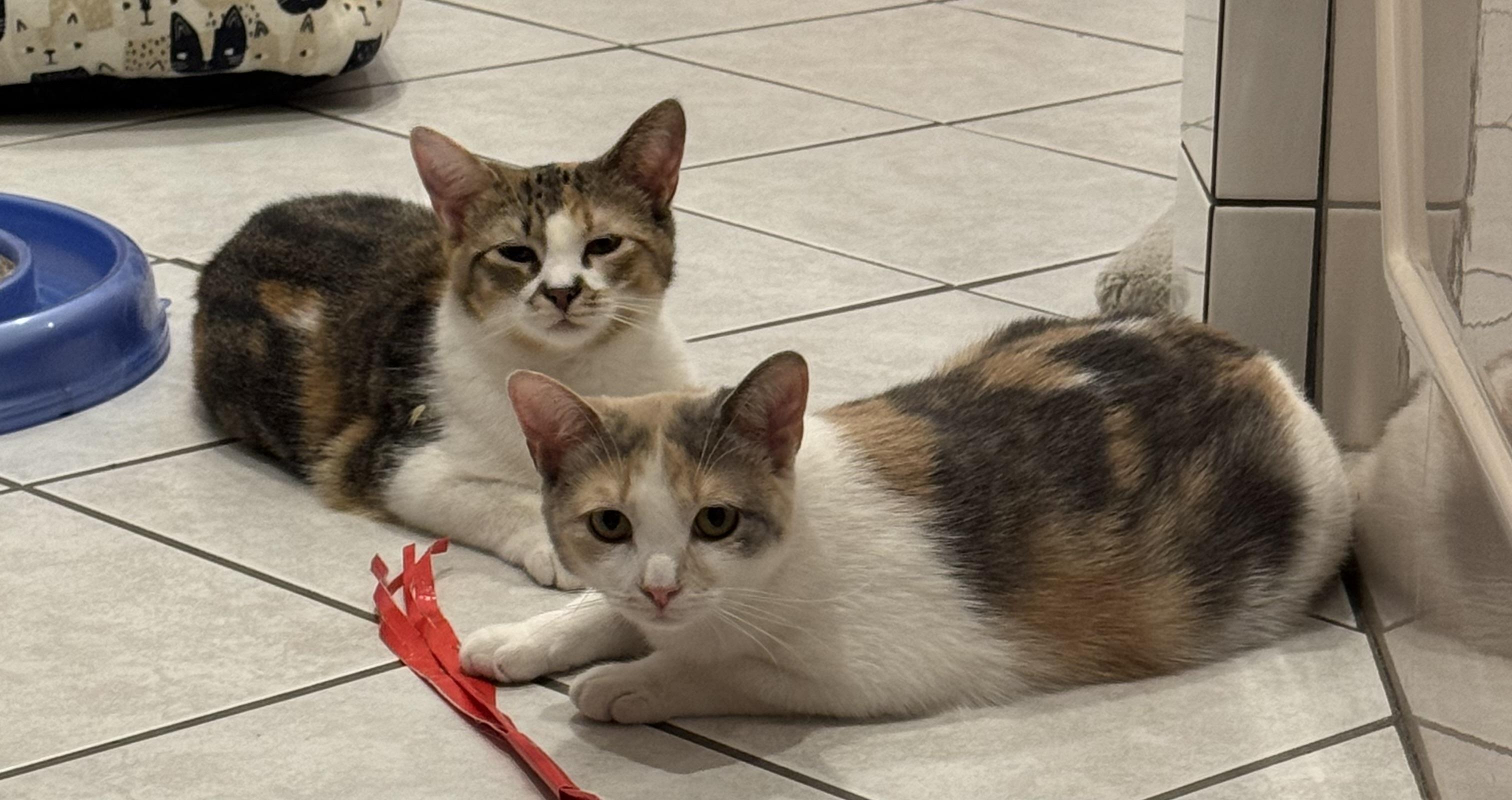 Bonnie and Chrissy (pair), a ADOPTABLE Calico in Sudbury, MA image 5/5
