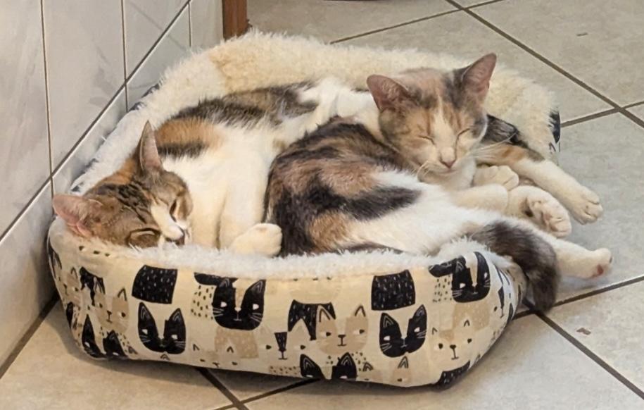 Bonnie and Chrissy (pair), a ADOPTABLE Calico in Sudbury, MA image 3/5