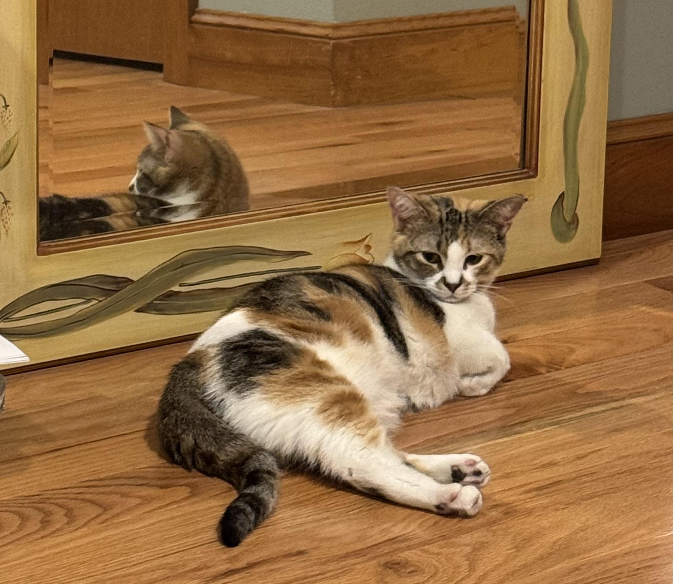 Bonnie and Chrissy (pair), a ADOPTABLE Calico in Sudbury, MA image 2/5
