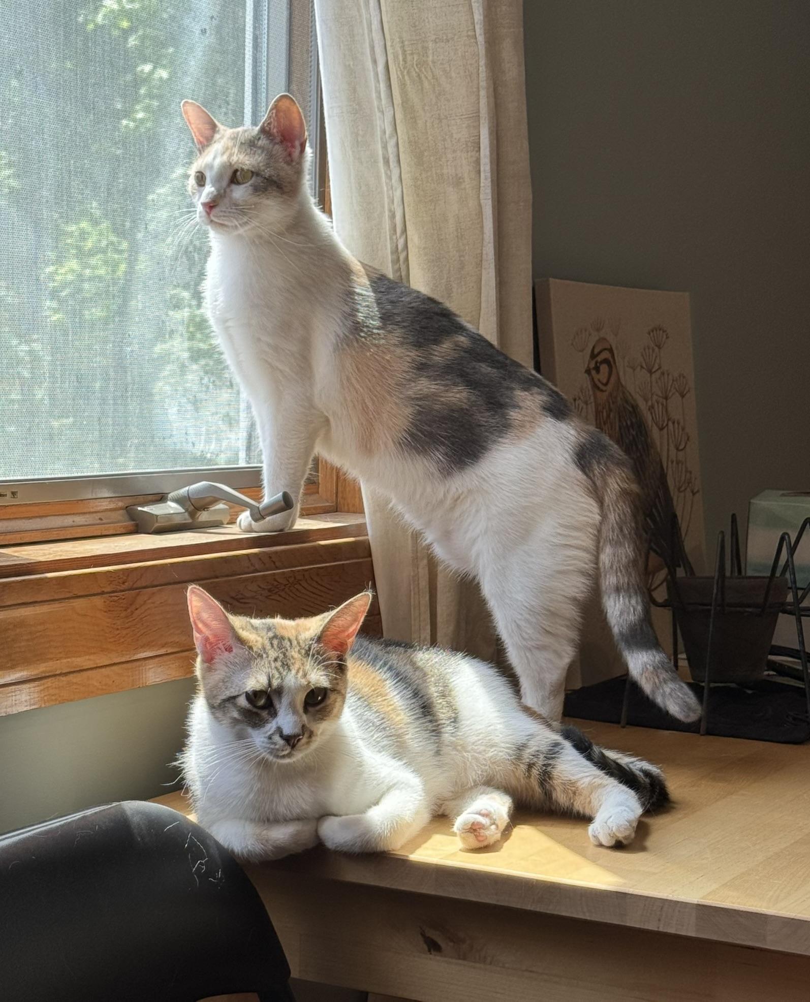 Bonnie and Chrissy (pair), a ADOPTABLE Calico in Sudbury, MA image 1/5
