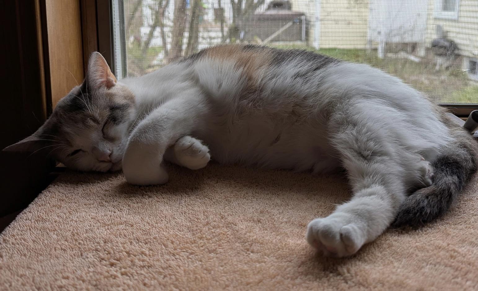 Bonnie and Chrissy (pair), a ADOPTABLE Calico in Sudbury, MA image 4/5