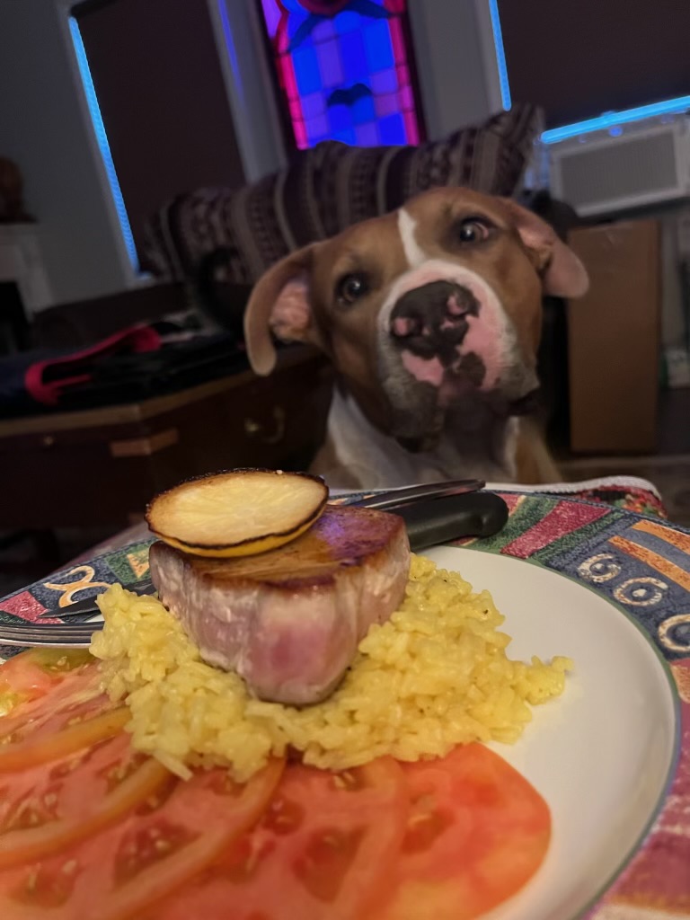 Enlarge Turnin, a Adoptable mixed breed in Newfoundland, NJ image 1/6