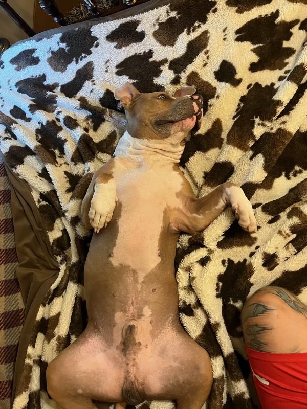 Enlarge Turnin, a Adoptable mixed breed in Newfoundland, NJ image 2/6