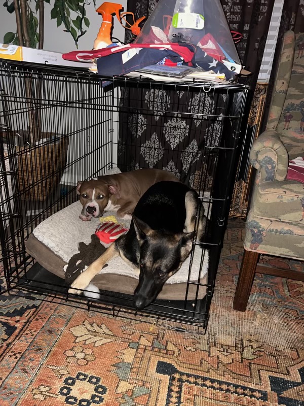 Enlarge Turnin, a Adoptable mixed breed in Newfoundland, NJ image 3/6