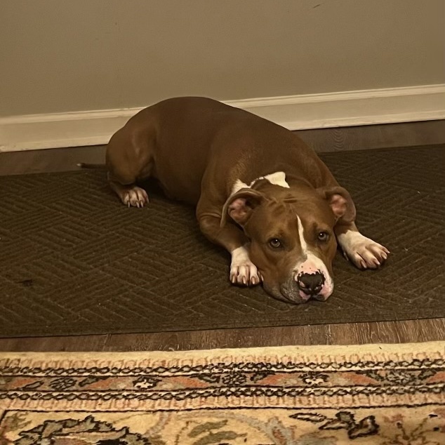 Enlarge Turnin, a Adoptable mixed breed in Newfoundland, NJ image 4/6