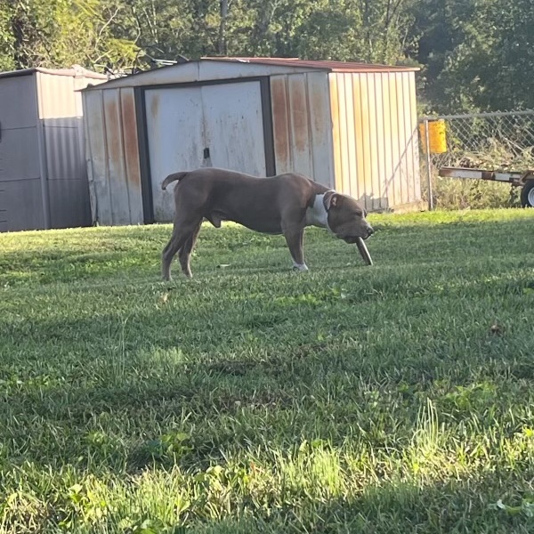 Enlarge Turnin, a Adoptable mixed breed in Newfoundland, NJ image 5/6