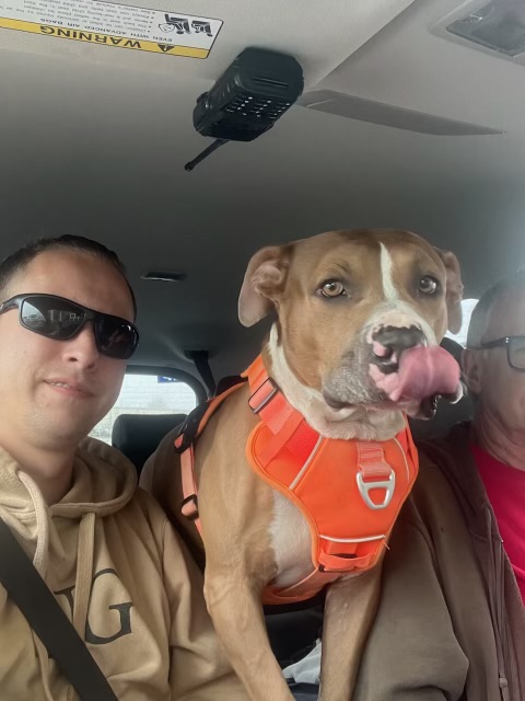 Enlarge Turnin, a Adoptable mixed breed in Newfoundland, NJ image 6/6