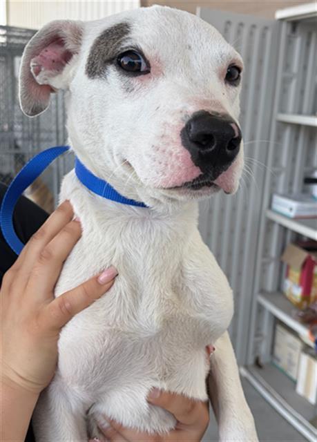 Enlarge Milo -- URGENT!, an adopted mixed breed in Thousand Oaks, CA image 1/1