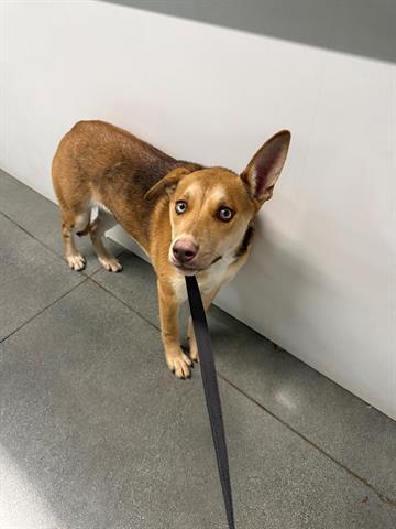 BONNIE, Adoptable, Young Female Siberian Husky & Mixed Breed.