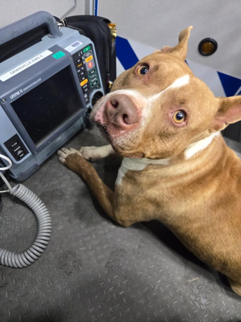 TJ, Adoptable, Adult Male Mixed Breed.