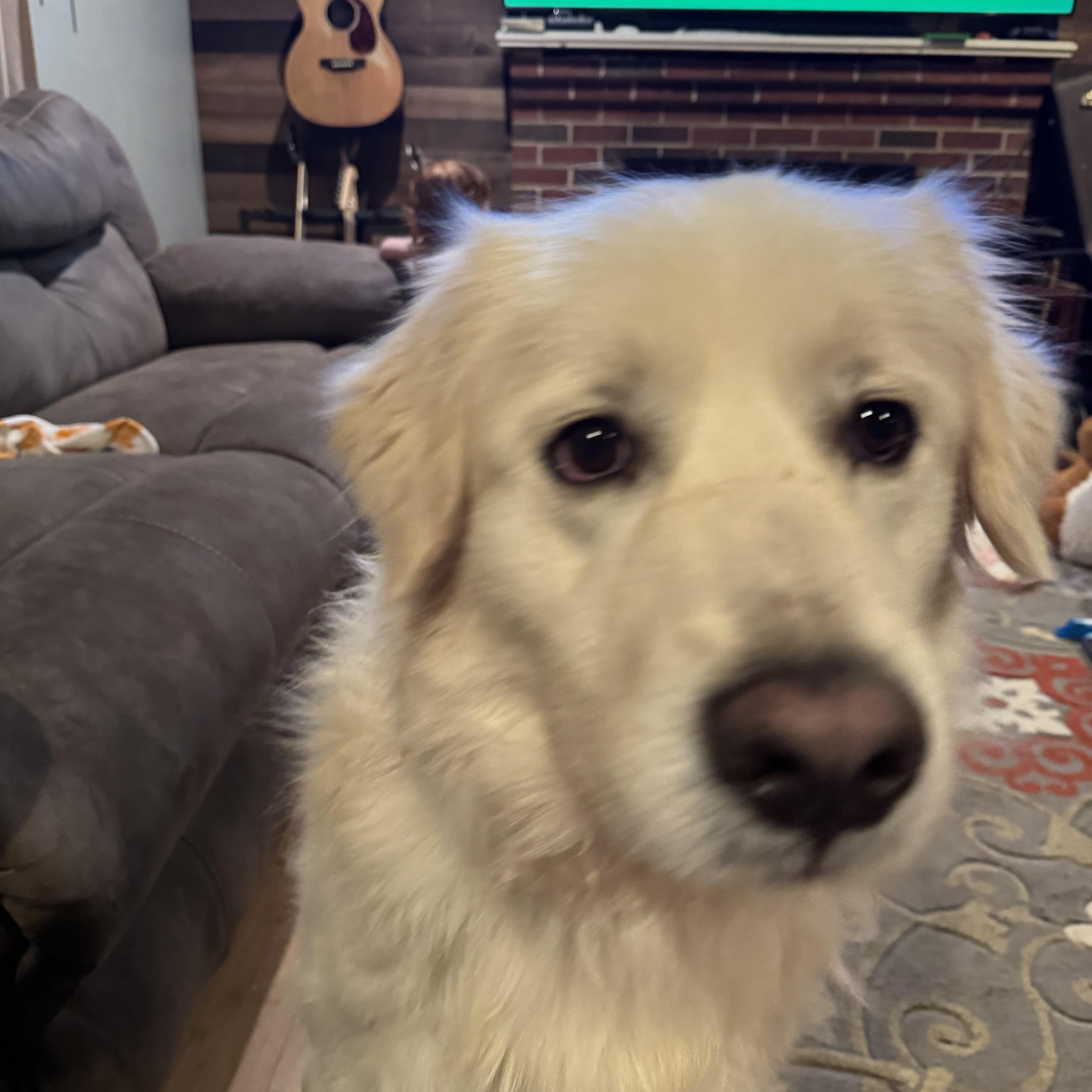 Enlarge Otis, a ADOPTABLE Great Pyrenees in Copper Hill, VA image 1/4