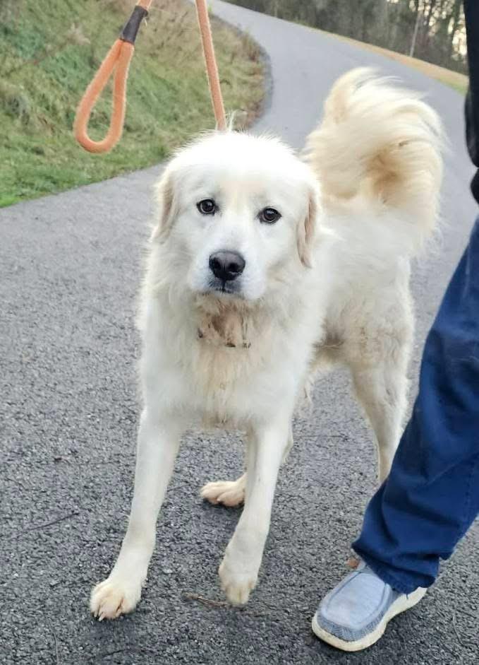 Enlarge Otis, a ADOPTABLE Great Pyrenees in Copper Hill, VA image 3/4