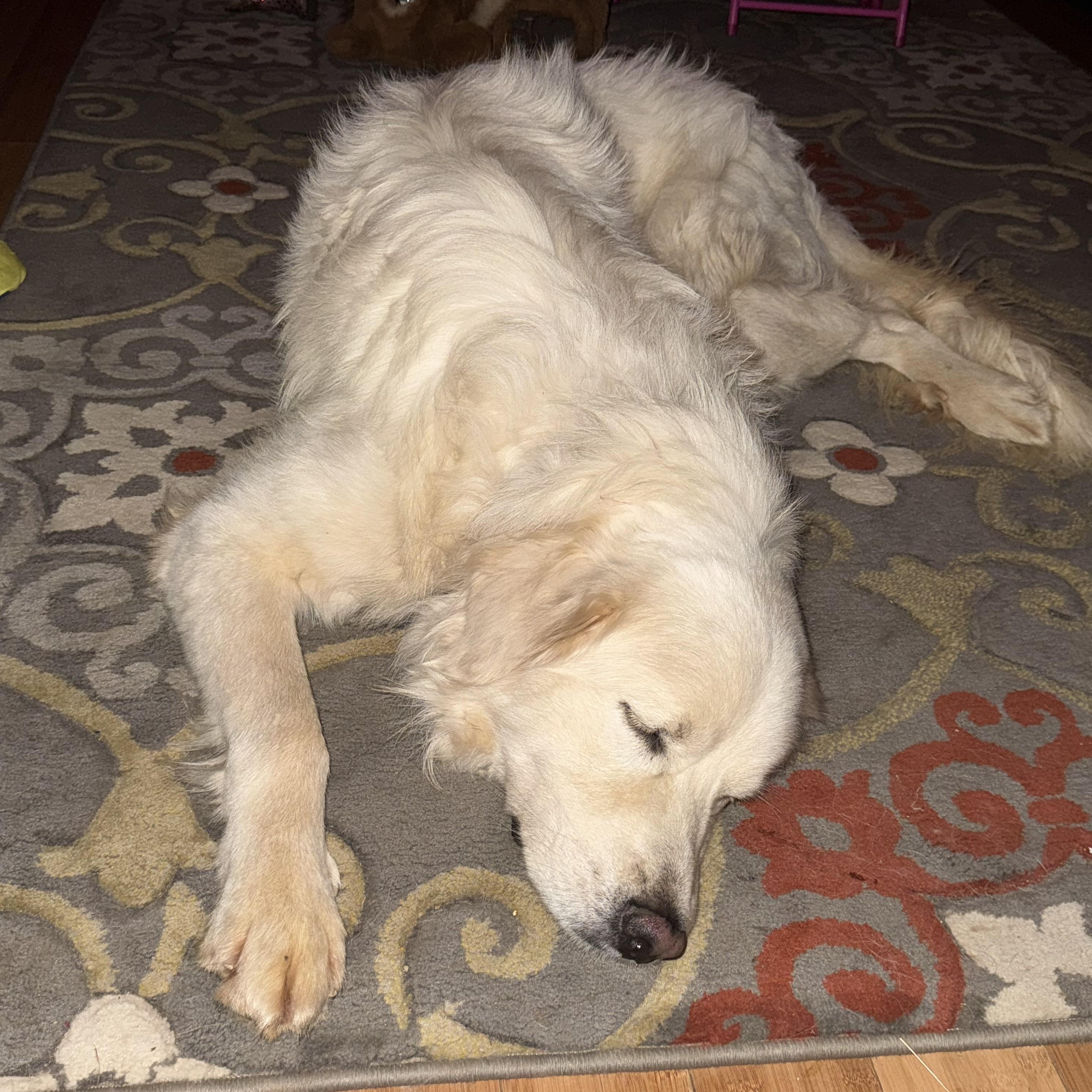 Enlarge Otis, a ADOPTABLE Great Pyrenees in Copper Hill, VA image 4/4