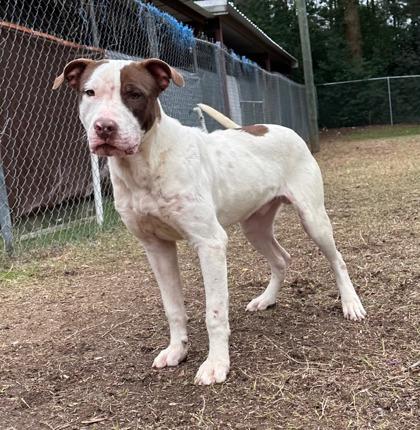 Enlarge Audie Murphy, a Adoptable mixed breed in Moultrie, GA image 1/1