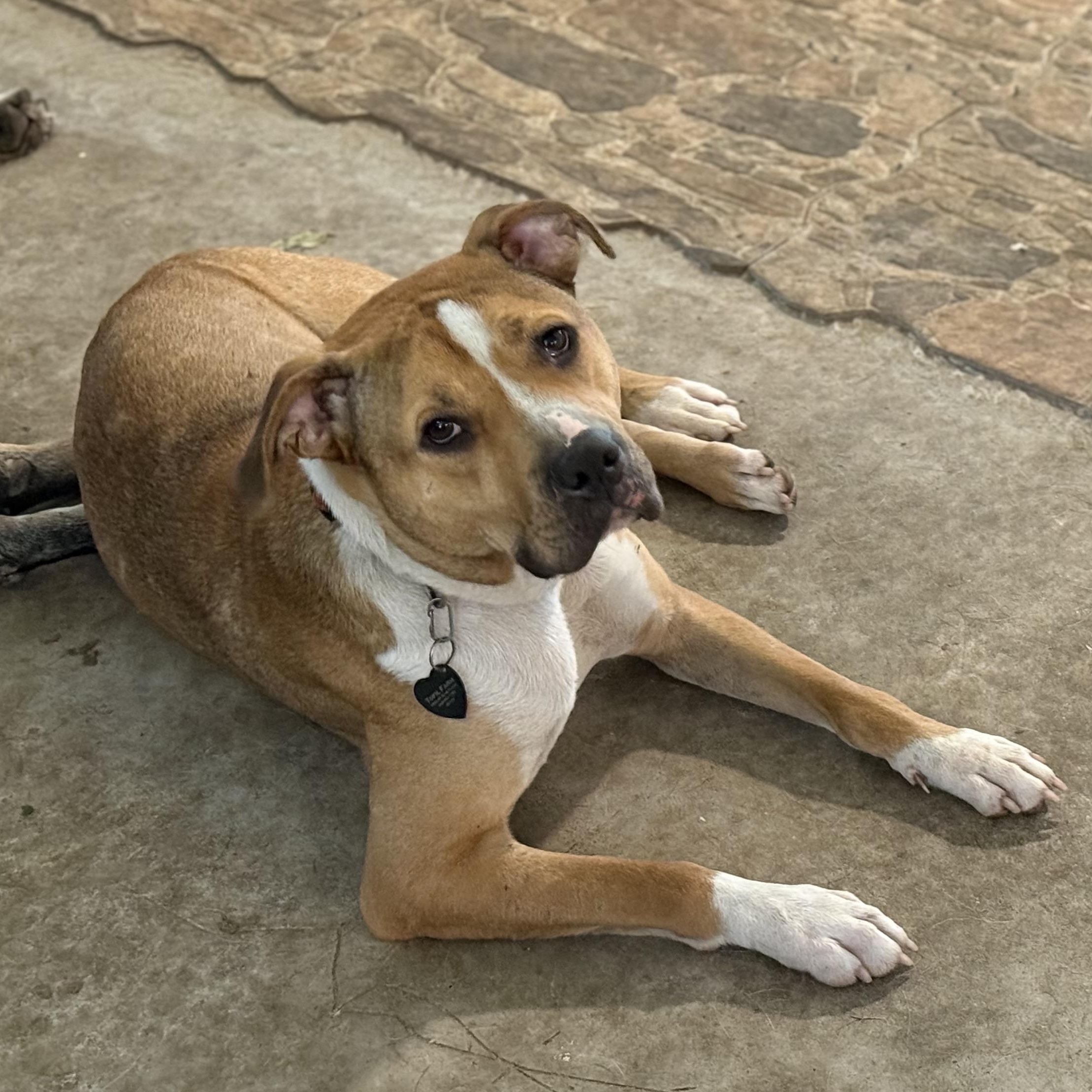 Bronco, Adoptable, Adult Male American Bully.